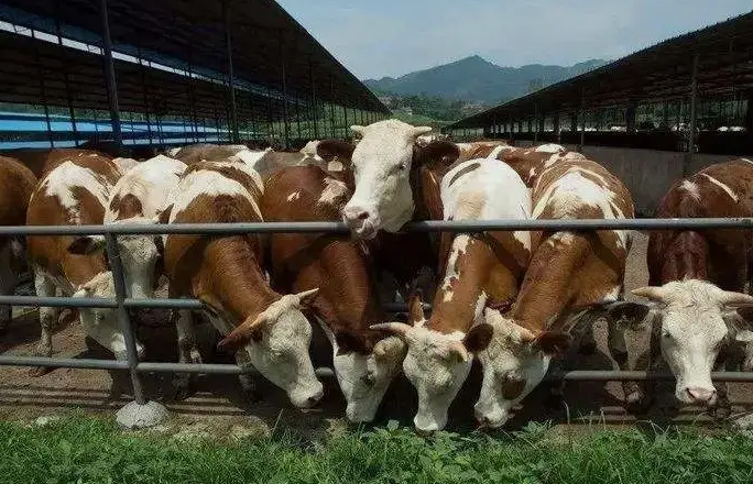 養(yǎng)殖污水處理設備是如何處理污水并實現(xiàn)排放達標的？