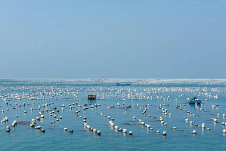 海水水產養(yǎng)殖廢水處理方法|工藝流程|排放標準