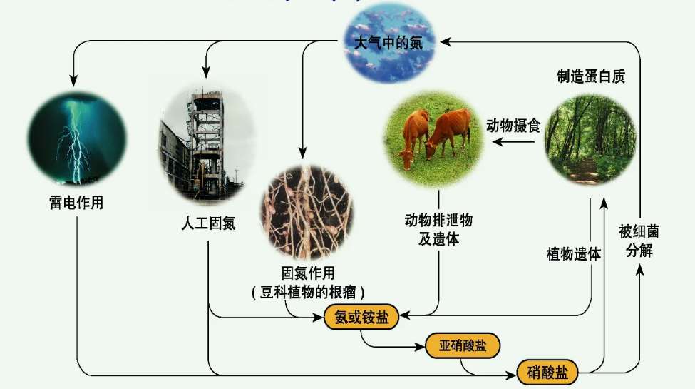 有機(jī)氮怎么轉(zhuǎn)化為氨氮方法（氨氮是有機(jī)氮還是無(wú)機(jī)氮）